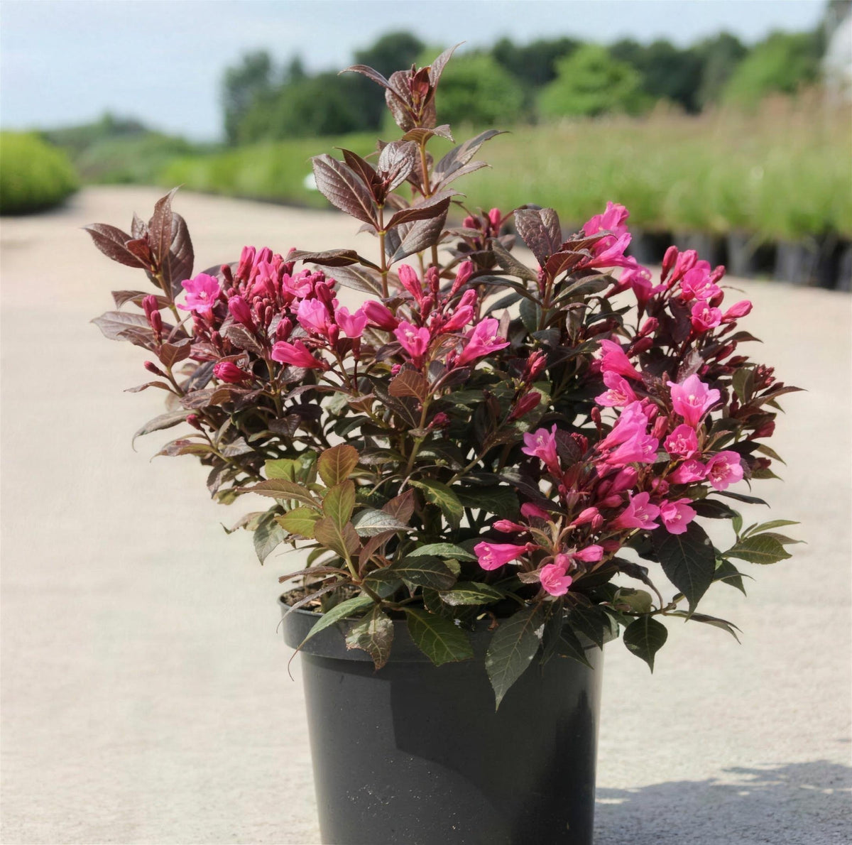 Weigela florida 'Minor Black' pot grown compact shrub with deep foliage and bright pink blooms.