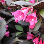 Weigela florida 'Minor Black' pot grown deciduous shrub.