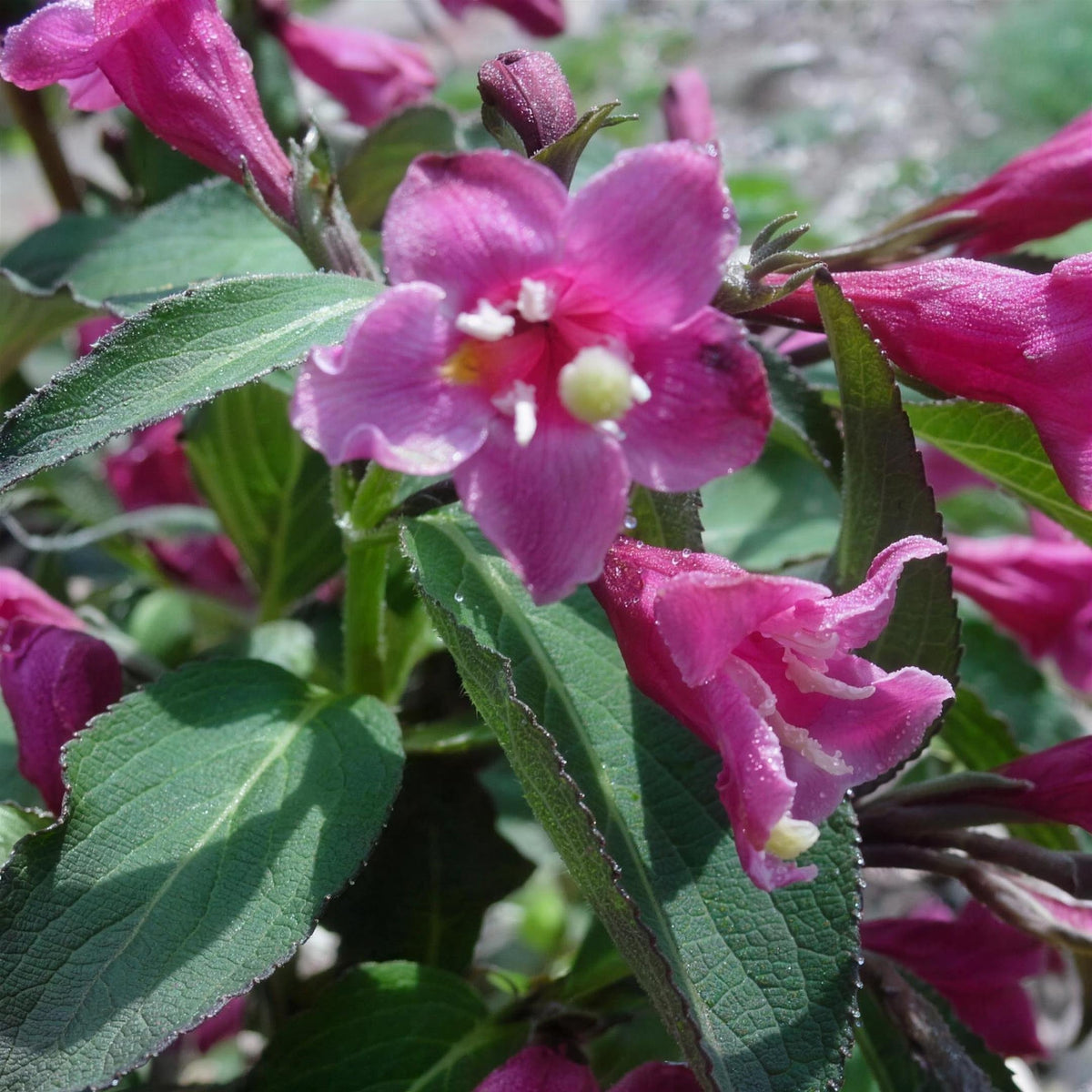 Weigela 'Victoria' pot grown shrub compact flowering plant.