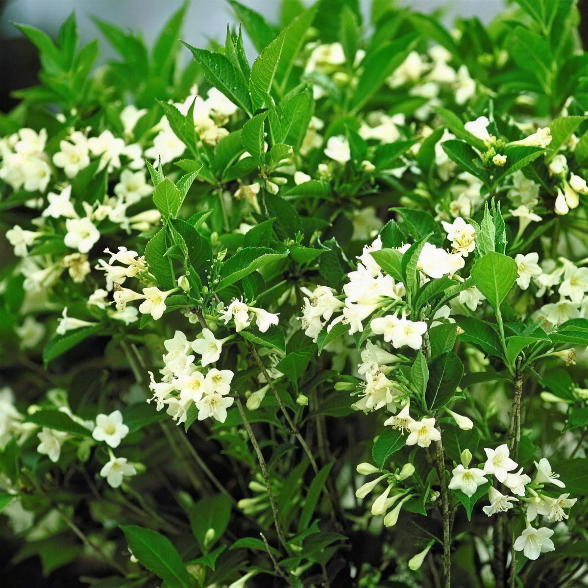 Weigela 'Snowflake' pot grown hardy deciduous shrub.