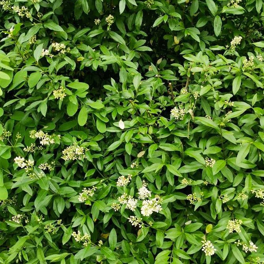 Ligustrum vulgare (wild privet) 100-125cm bare root hedging.