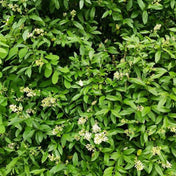 Ligustrum vulgare (wild privet) 100-125cm bare root hedging.